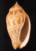 ゴマフボラ Harpulina lapponicafig.1