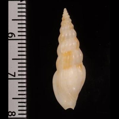 ツヤシャジク Horaiclavus splendidusfig.2