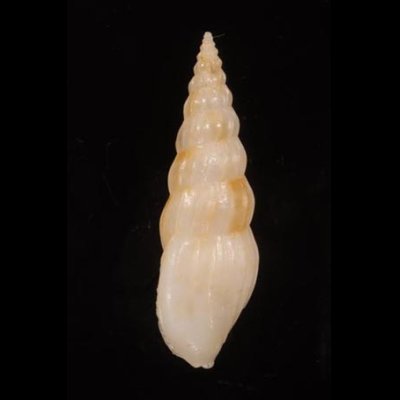 ツヤシャジク Horaiclavus splendidusfig.3