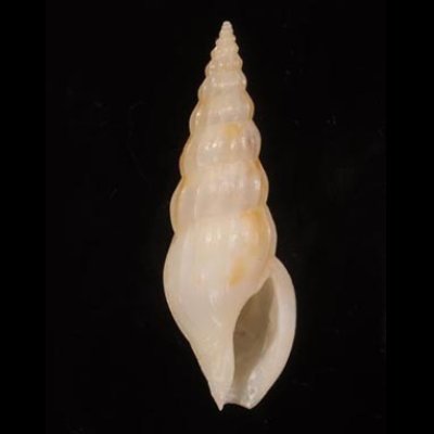 ツヤシャジク Horaiclavus splendidusfig.1