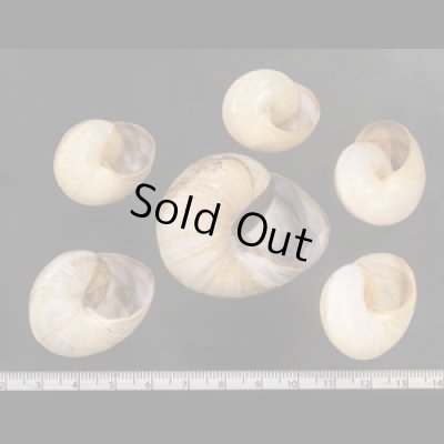 画像2: ヤニスチュアートメダママイマイ (仮称)