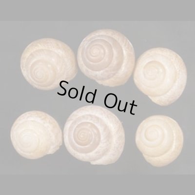 画像1: ヤニスチュアートメダママイマイ (仮称)