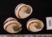 コモドメダママイマイ Asperitas colorata komodoensisfig.2