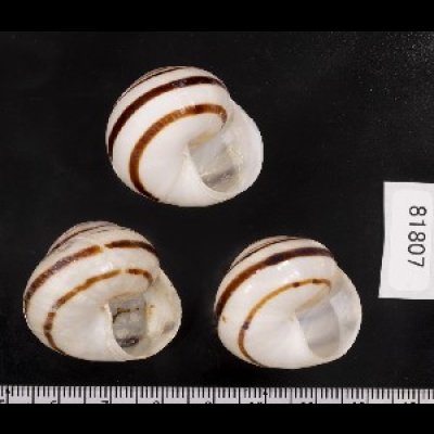 画像2: コモドメダママイマイ