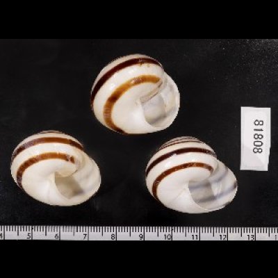 画像2: コモドメダママイマイ