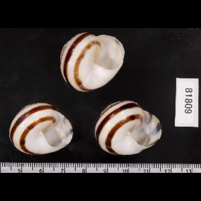 画像2: コモドメダママイマイ