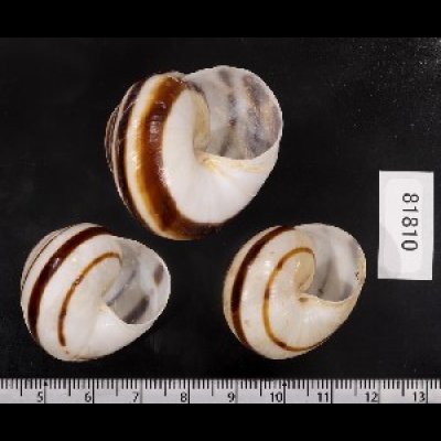 画像2: コモドメダママイマイ