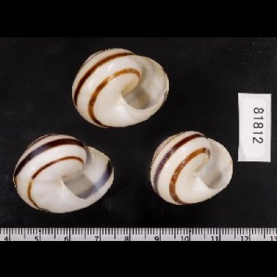 画像2: コモドメダママイマイ