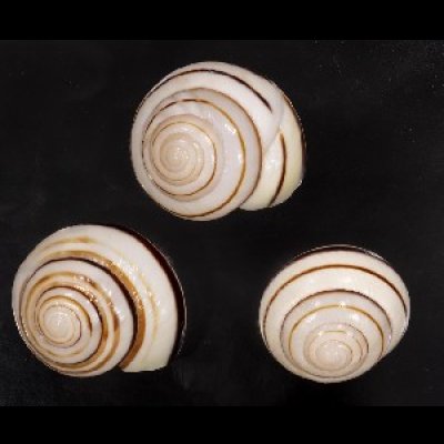 画像1: コモドメダママイマイ