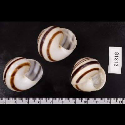 画像2: コモドメダママイマイ