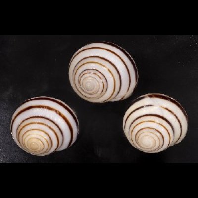 画像1: コモドメダママイマイ