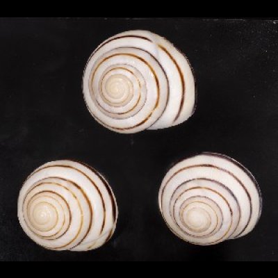 画像1: コモドメダママイマイ