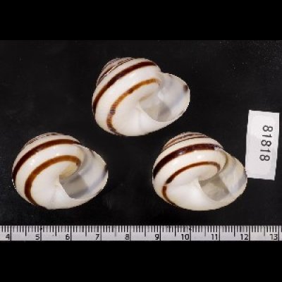 画像2: コモドメダママイマイ