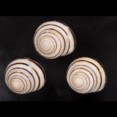 画像1: コモドメダママイマイ