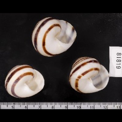 画像2: コモドメダママイマイ