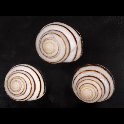 画像1: コモドメダママイマイ