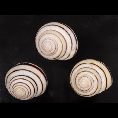 画像1: コモドメダママイマイ