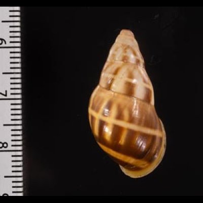 イロモヨウマレーマイマイ Amphidromus maculatusfig.2