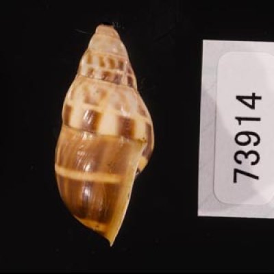 イロモヨウマレーマイマイ Amphidromus maculatusfig.3