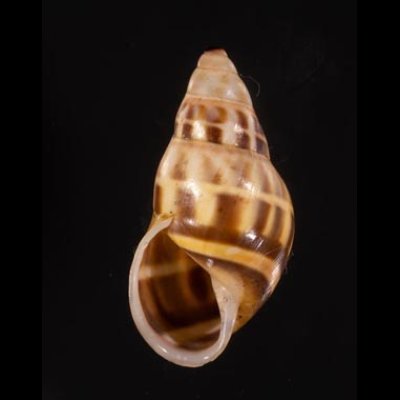 イロモヨウマレーマイマイ Amphidromus maculatusfig.1