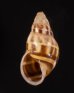 イロモヨウマレーマイマイ Amphidromus maculatusfig.1