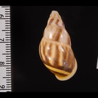 イロモヨウマレーマイマイ Amphidromus maculatusfig.2