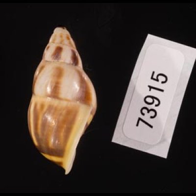 イロモヨウマレーマイマイ Amphidromus maculatusfig.3