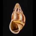 Amphidromus maculatus イロモヨウマレーマイマイ