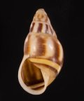 Amphidromus maculatus イロモヨウマレーマイマイ