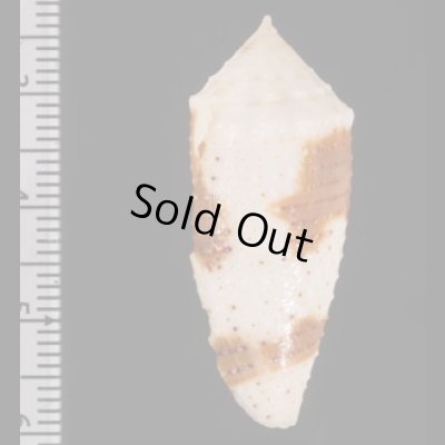 ムラクモイモ Conus  variusfig.2
