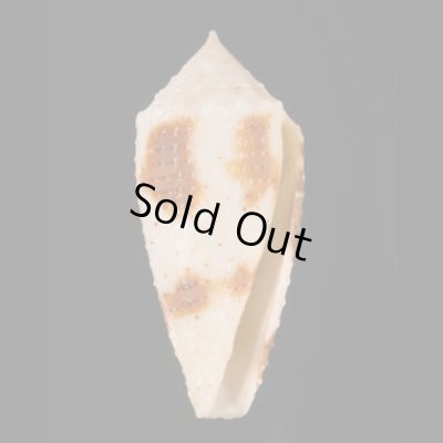 ムラクモイモ Conus  variusfig.1