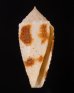 ムラクモイモ Conus  variusfig.1