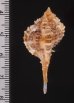 ウスツブリの亜種 Haustellum multiplicatus bantamensisfig.2