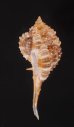 ウスツブリの亜種 Haustellum multiplicatus bantamensisfig.3