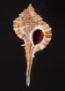 ウスツブリの亜種 Haustellum multiplicatus bantamensisfig.1