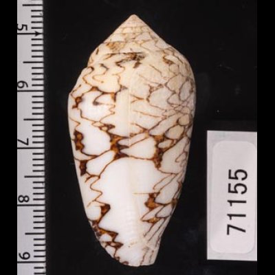 シロフタガヤサンミナシ Conus textile scriptusfig.2