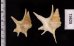 ヒメモミジソデ Aporrhais serresianusfig.2