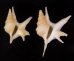 ヒメモミジソデ Aporrhais serresianusfig.1