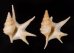 ヒメモミジソデ Aporrhais serresianusfig.1