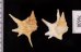 ヒメモミジソデ Aporrhais serresianusfig.2