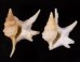 ヒメモミジソデ Aporrhais serresianusfig.1