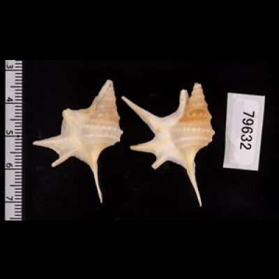 ヒメモミジソデ Aporrhais serresianusfig.2