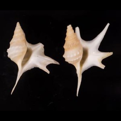 ヒメモミジソデ Aporrhais serresianusfig.1
