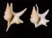 ヒメモミジソデ Aporrhais serresianusfig.1