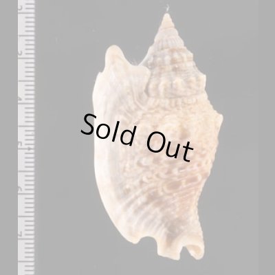 マイノソデ Strombus  aurisdianaefig.2