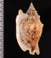 マイノソデ Strombus  aurisdianaefig.2