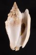 マイノソデ Strombus  aurisdianaefig.1