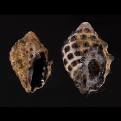 レイシダマシ Morula  granulatafig.1
