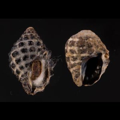 レイシダマシ Morula  granulatafig.1