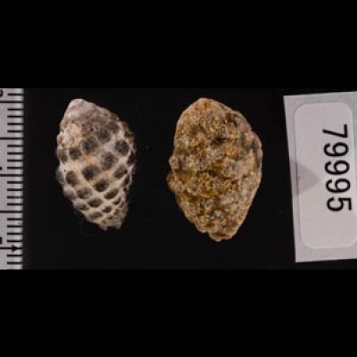 レイシダマシ Morula  granulatafig.2